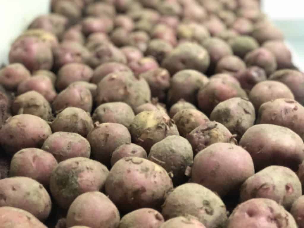 How do you plant seed potatoes